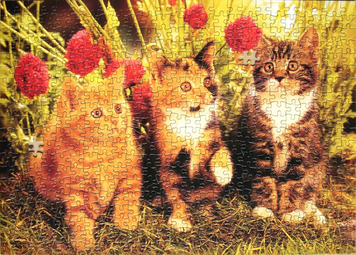 Three kittens sitting in a grassy garden with red flowers