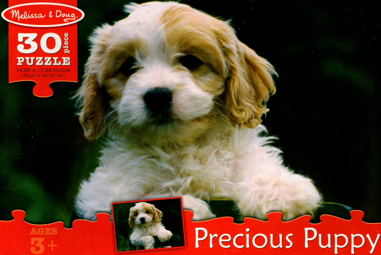 A close-up photograph of a fluffy golden and white puppy looking directly at the camera against a dark background.