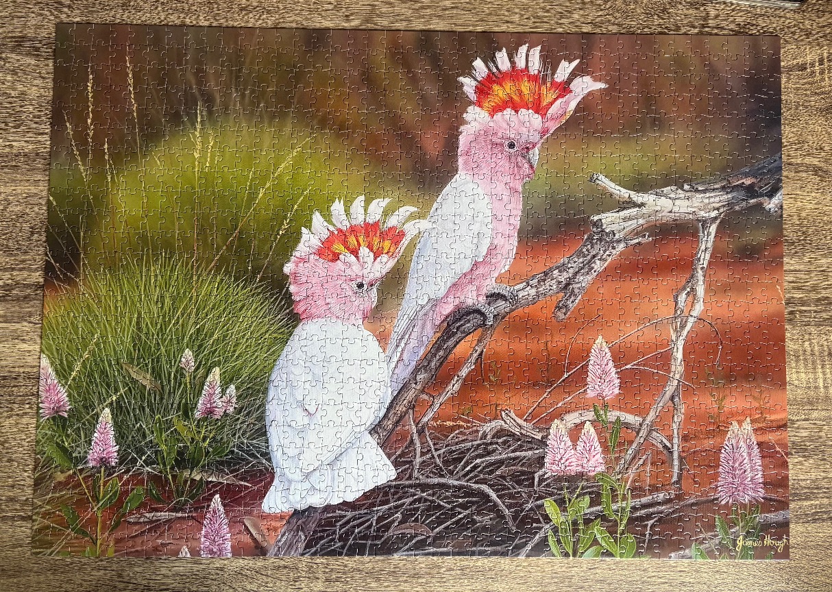 Two Major Mitchell's cockatoos perched on a branch in an Australian outback landscape.