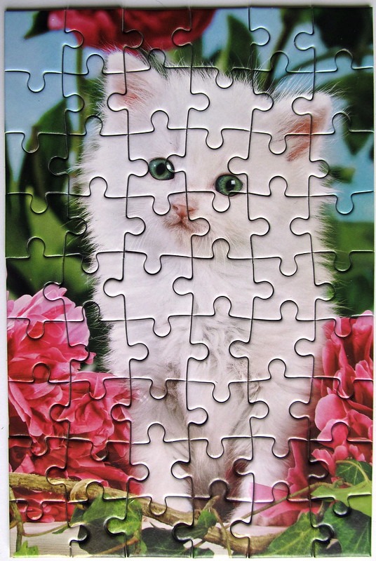 A fluffy white kitten with green eyes peeking out from behind vibrant pink rose blossoms.