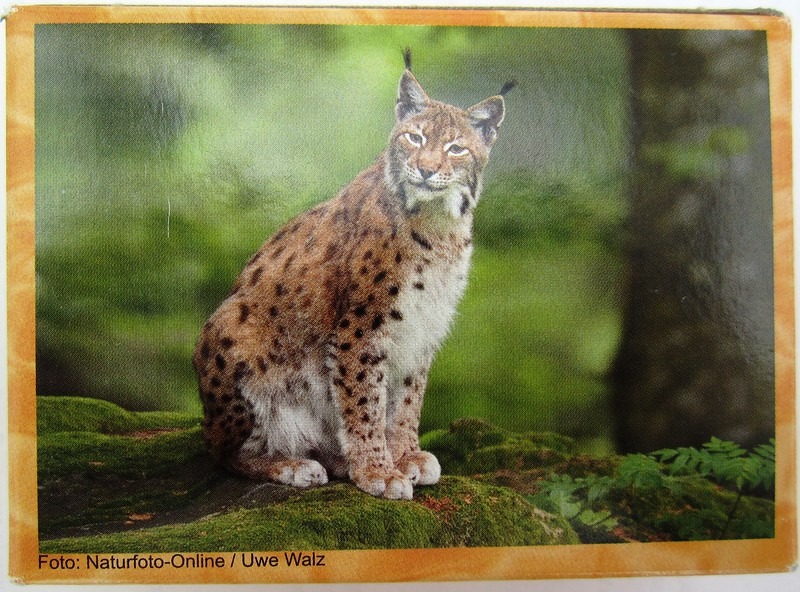 Lynx sitting on a mossy rock in a green forest.