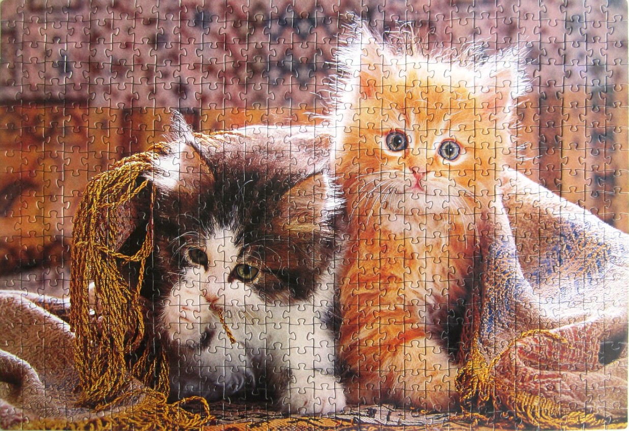 Two fluffy kittens, one ginger and one tortoiseshell, sitting together on a decorative patterned fabric.