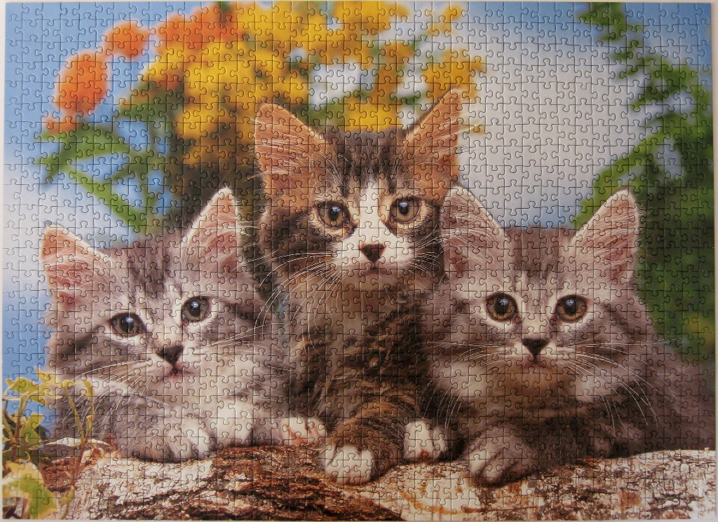 Three fluffy kittens sitting on a birch log in front of a garden of yellow flowers.