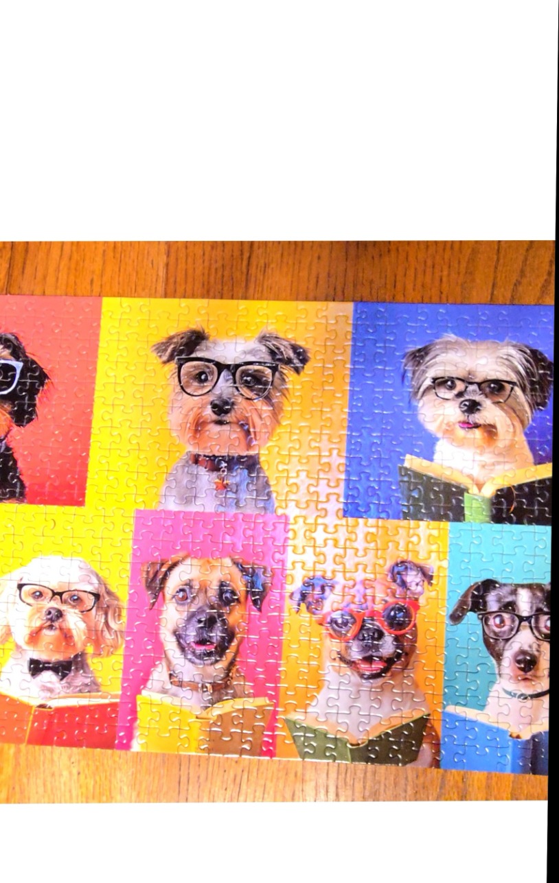 A grid of seven whimsical portraits of dogs wearing glasses and reading books, each set against a different bright background
