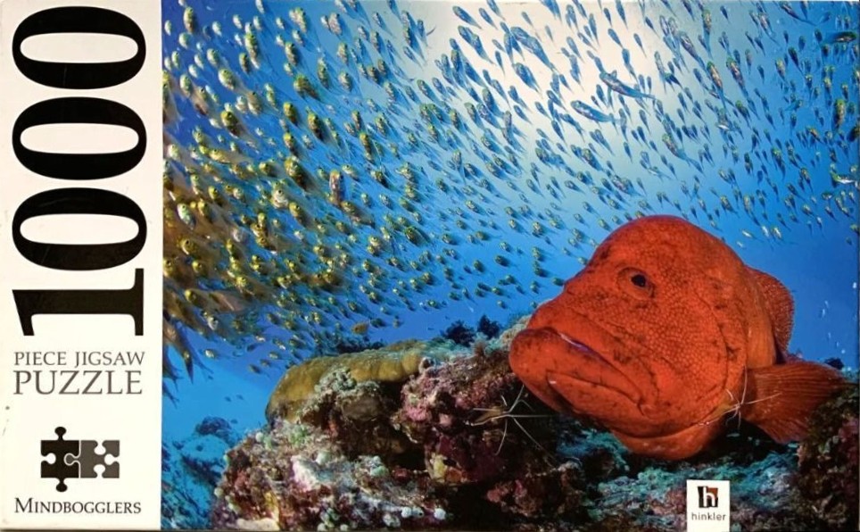 A bright red grouper fish resting on a coral reef with a large school of silver fish swimming in the blue water above.