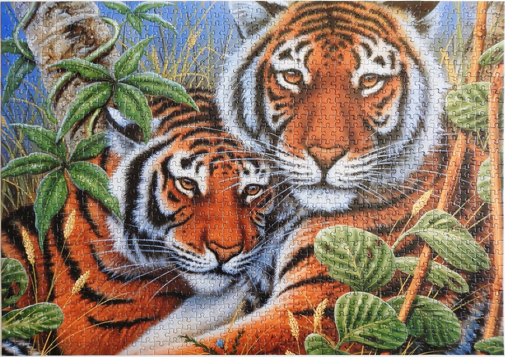 Two tigers resting in lush vegetation.