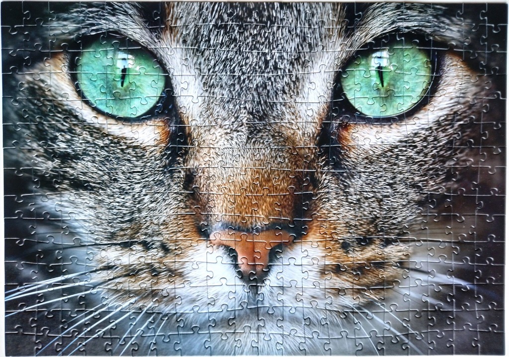 Extreme close-up of a cat