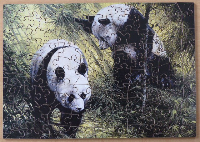 Two giant pandas in a lush bamboo forest