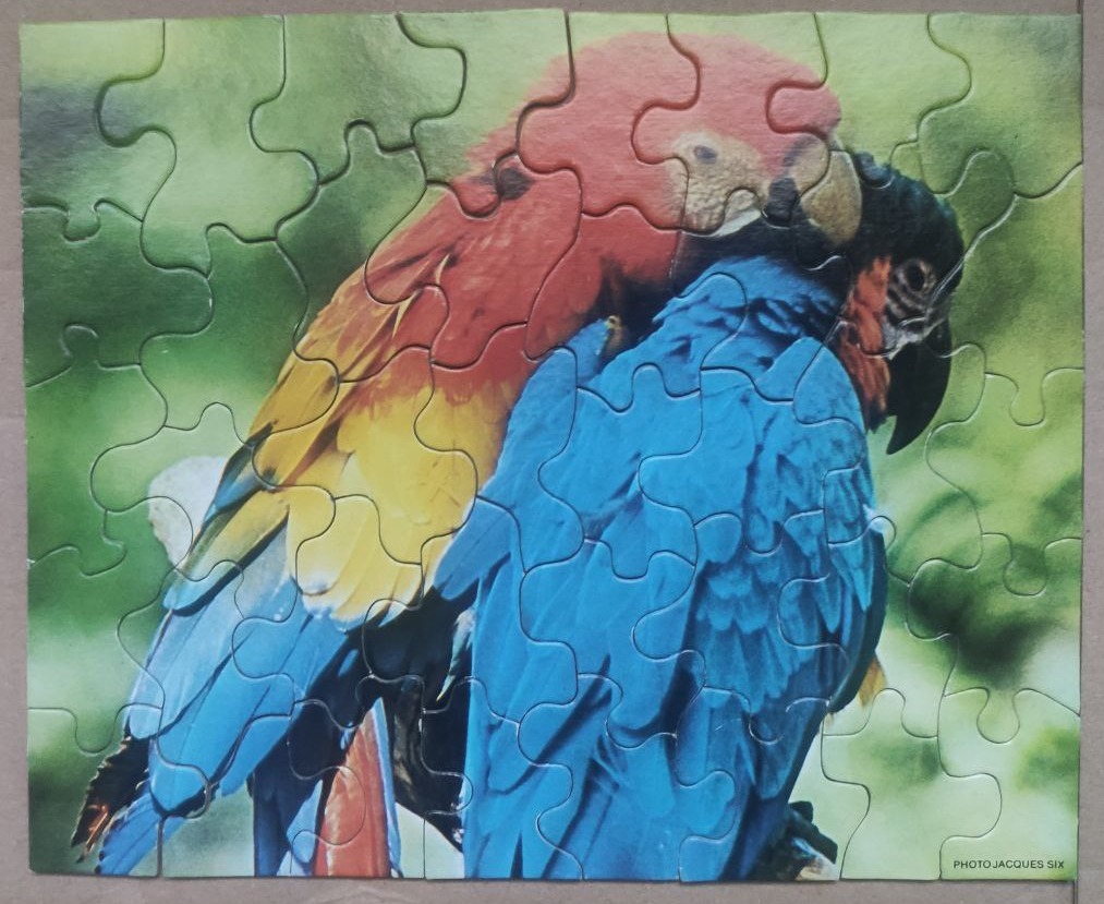 Two vibrant macaws perched together against a soft green background.