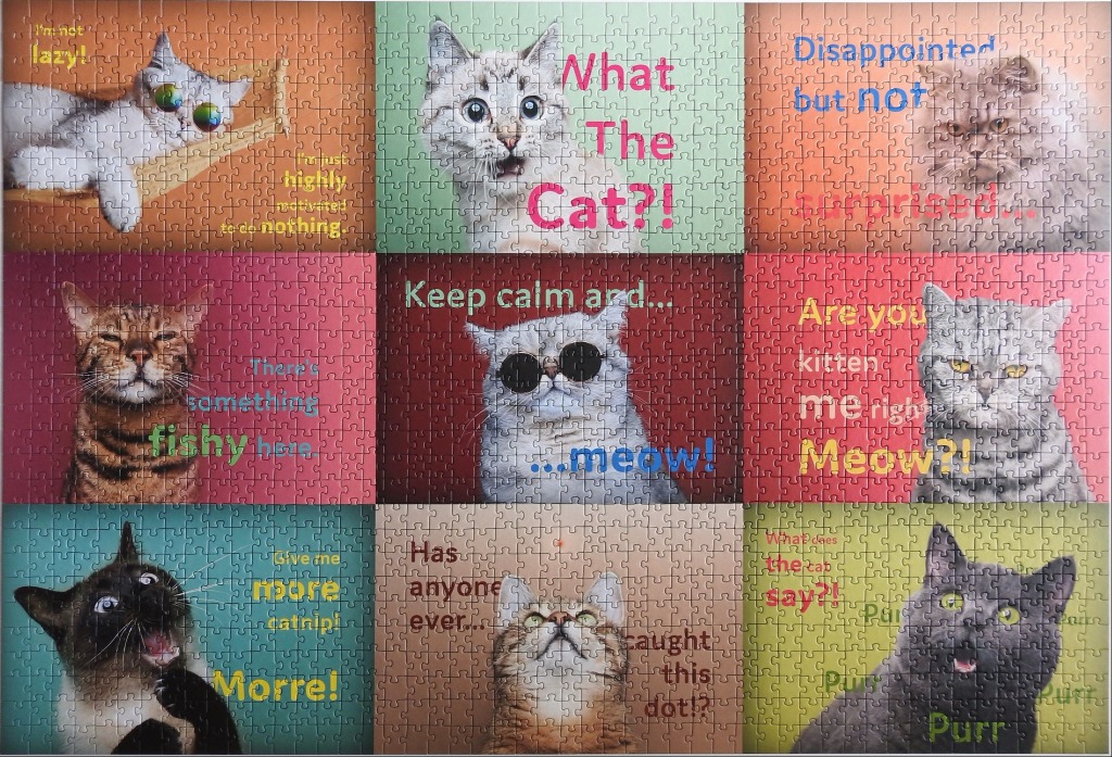 A grid of nine humorous cat portraits with funny captions in various colors and backgrounds.