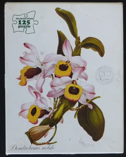 A botanical illustration of Dendrobium nobile orchid flowers against a white background.