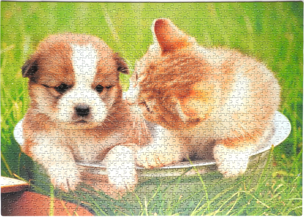 A puppy and a kitten sitting together in a large white bowl on green grass.