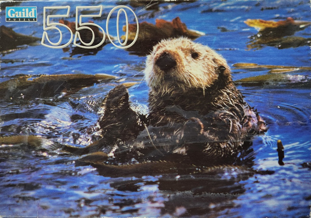 A sea otter floating in water surrounded by kelp