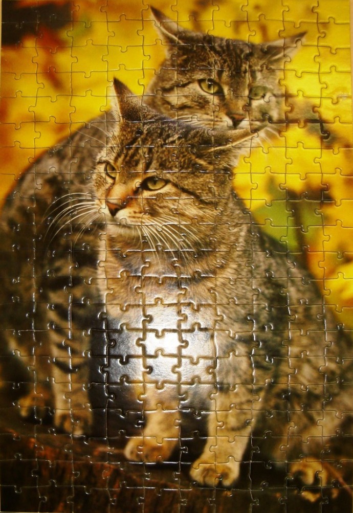 Two brown tabby cats posed against a bright yellow autumn background.