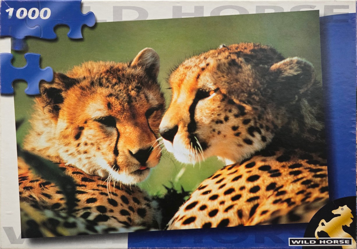 Close-up portrait of two cheetahs looking at each other against a blurred green background.