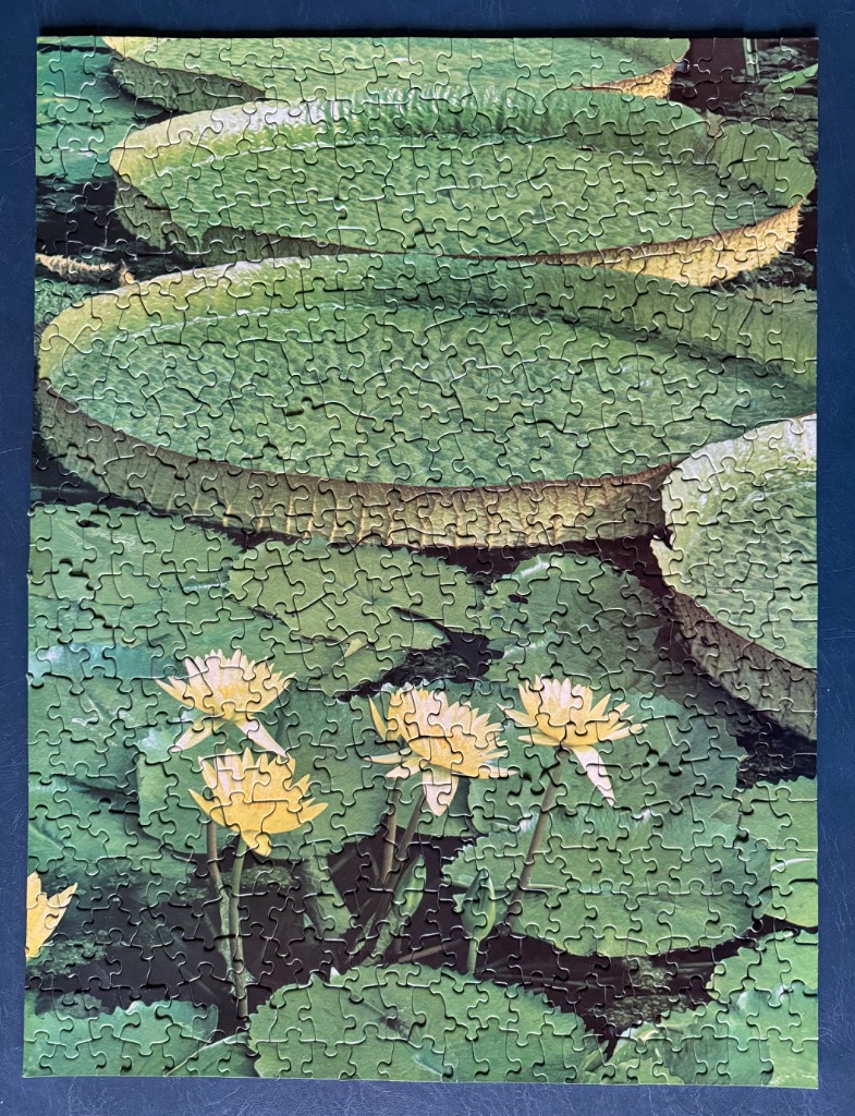 A photograph looking down onto large Victoria amazonica lily pads and several pale yellow water lilies floating in a pond.