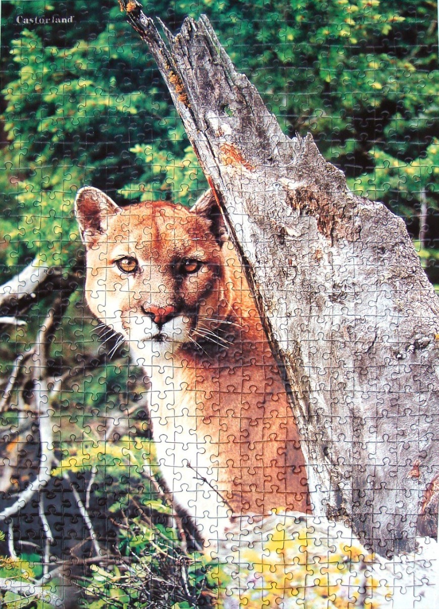 A mountain lion peers from behind a large piece of driftwood in a lush forest setting.
