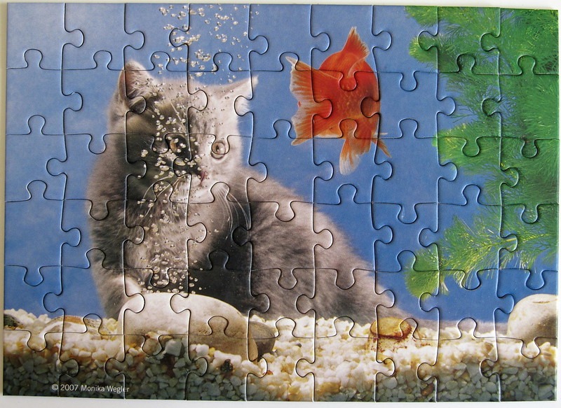 A grey cat peering through aquarium glass at a goldfish swimming near a green plant.