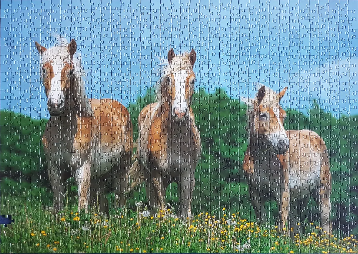 Three Haflinger horses standing in a wildflower meadow against a blue sky