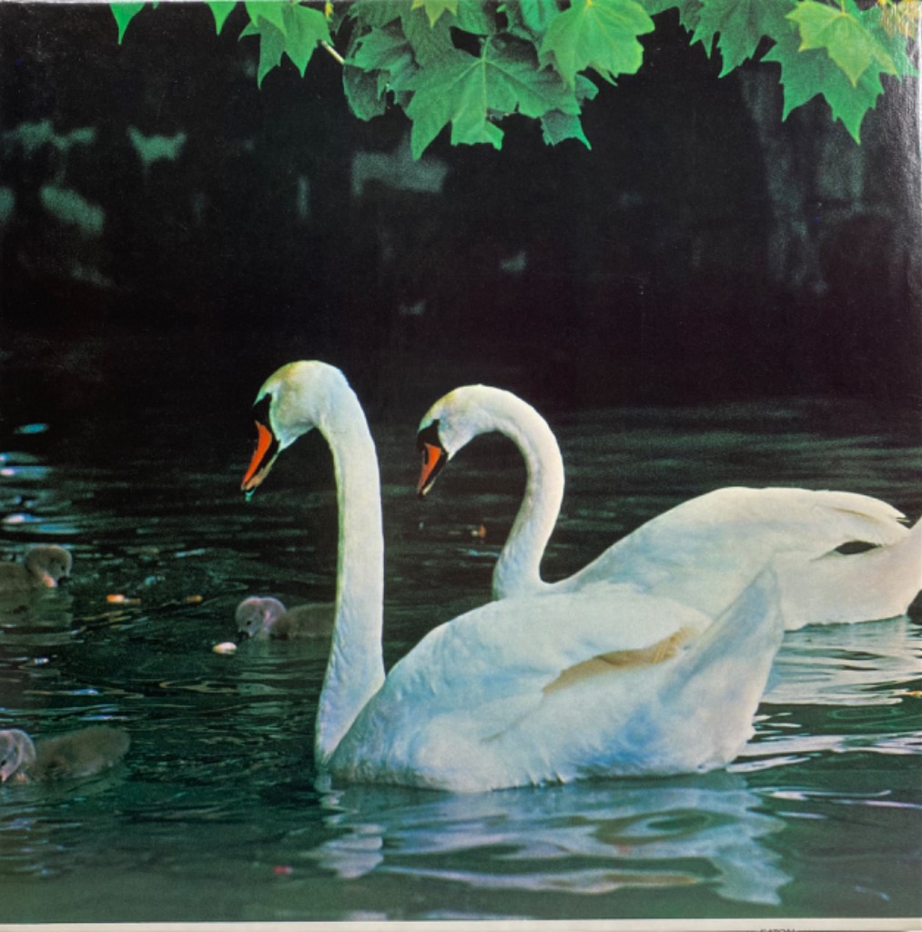 Two adult white swans and two small gray cygnets swimming in dark water beneath green leaves.