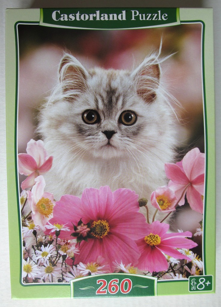 A close-up photograph of a fluffy silver-white kitten sitting behind a patch of bright pink flowers.