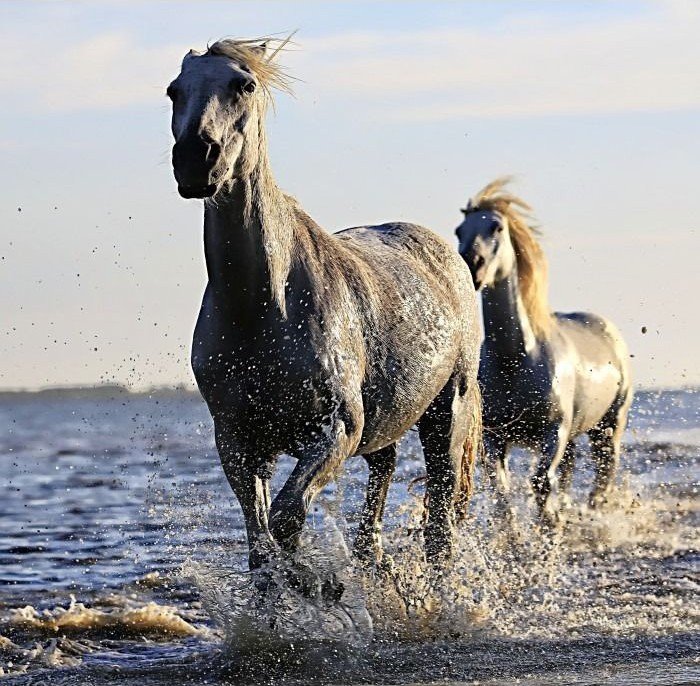 Two white horses galloping through shallow water at sunset