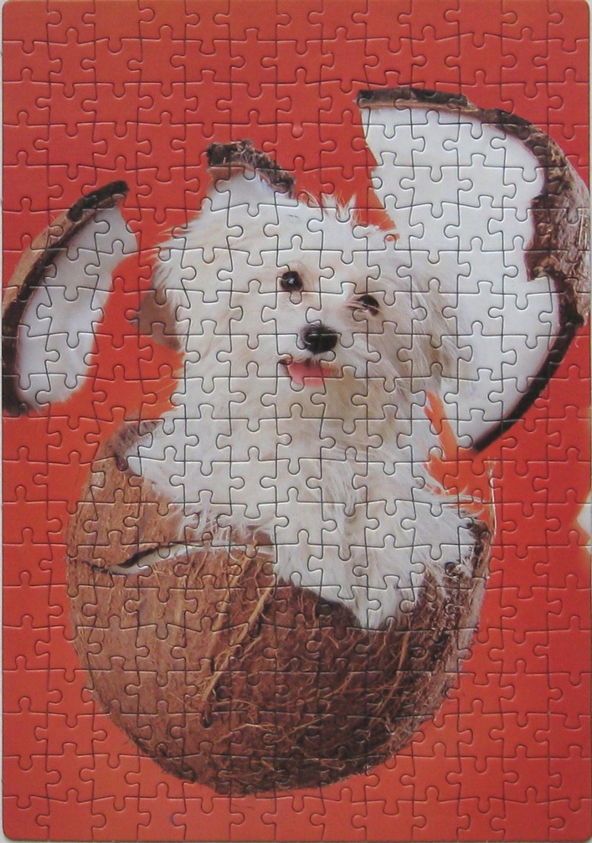 A small white dog peeking out of a cracked coconut against a vibrant red background.