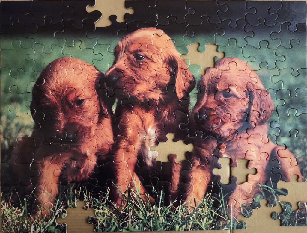Three golden retriever puppies sitting together in the grass.