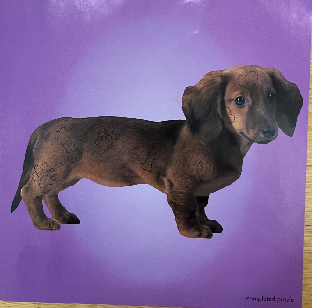 A long-haired dachshund puppy standing on a purple background, with faint line art drawings of hearts and paws on its coat.