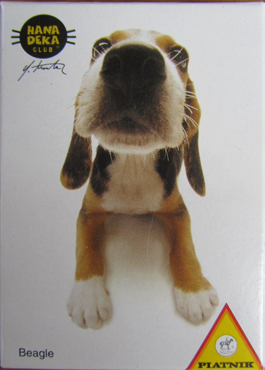 A close-up wide-angle photograph of a beagle puppy looking directly at the camera.