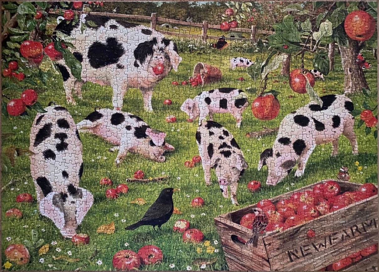 A group of black and white spotted pigs foraging in an apple orchard with a wooden crate of apples in the foreground.