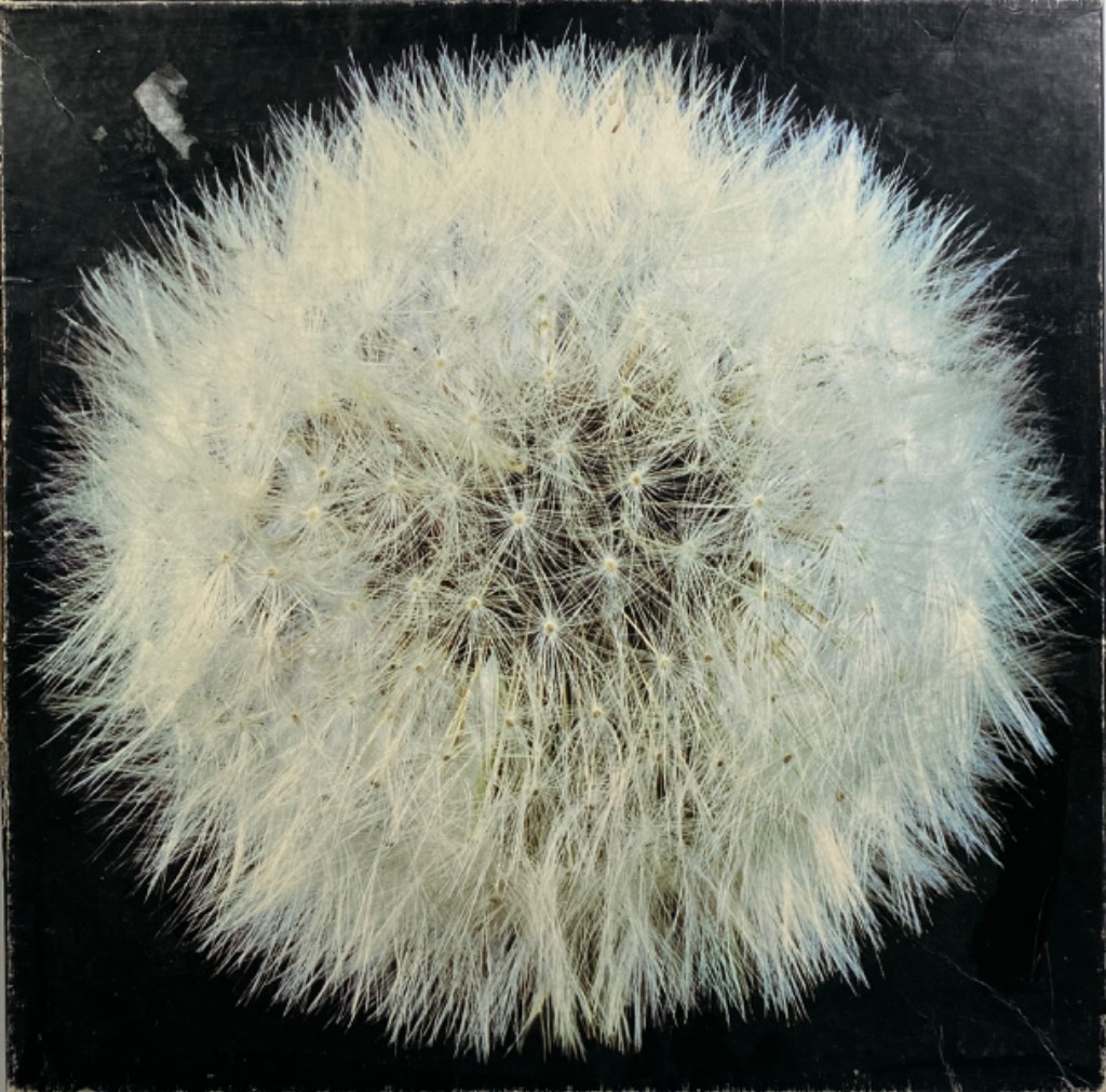 Close-up photograph of a white dandelion seed head centered against a solid black background.