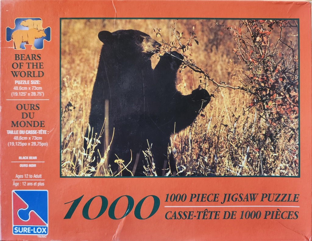A black bear stands on its hind legs in a grassy field reaching for berries on a branch.