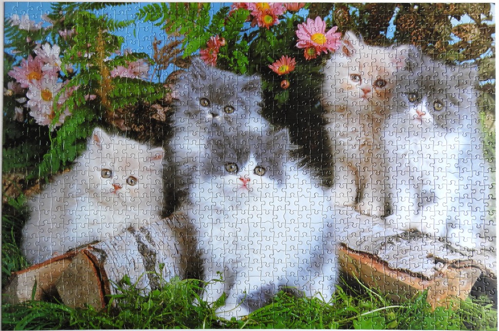 Four fluffy kittens sitting in a garden with birch logs and flowers