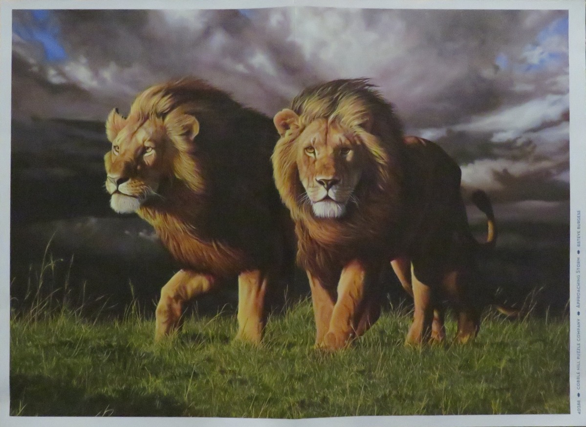 Two male lions walking through tall grass under a dark, stormy sky.