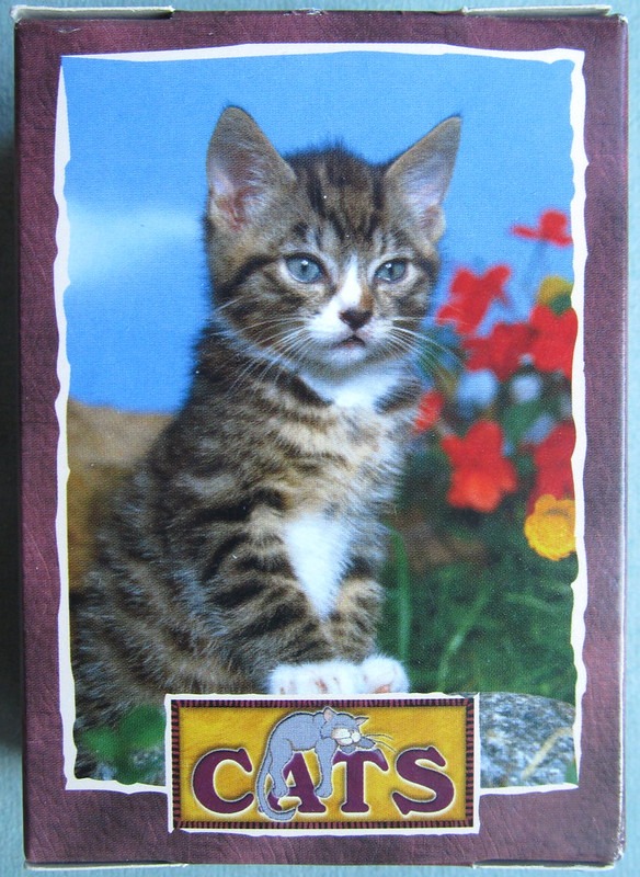 A close-up photograph of a tabby kitten with white markings sitting outdoors in front of a garden of red flowers.