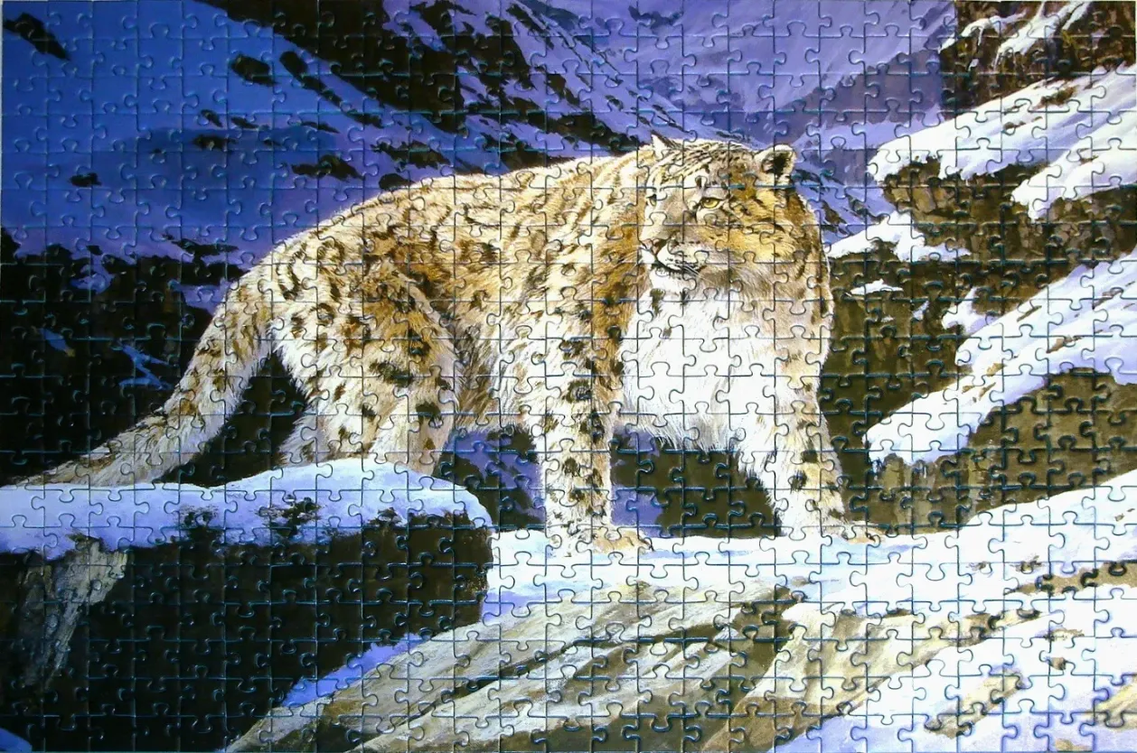 Snow Leopard Stalking