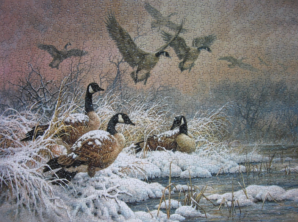 A flock of Canada geese in a snowy winter landscape at dusk.