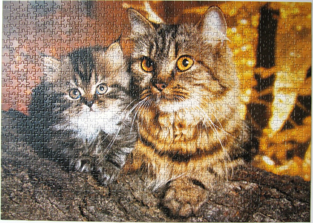 A close-up photograph of an adult tabby cat and a smaller kitten sitting together against a festive, glowing background.