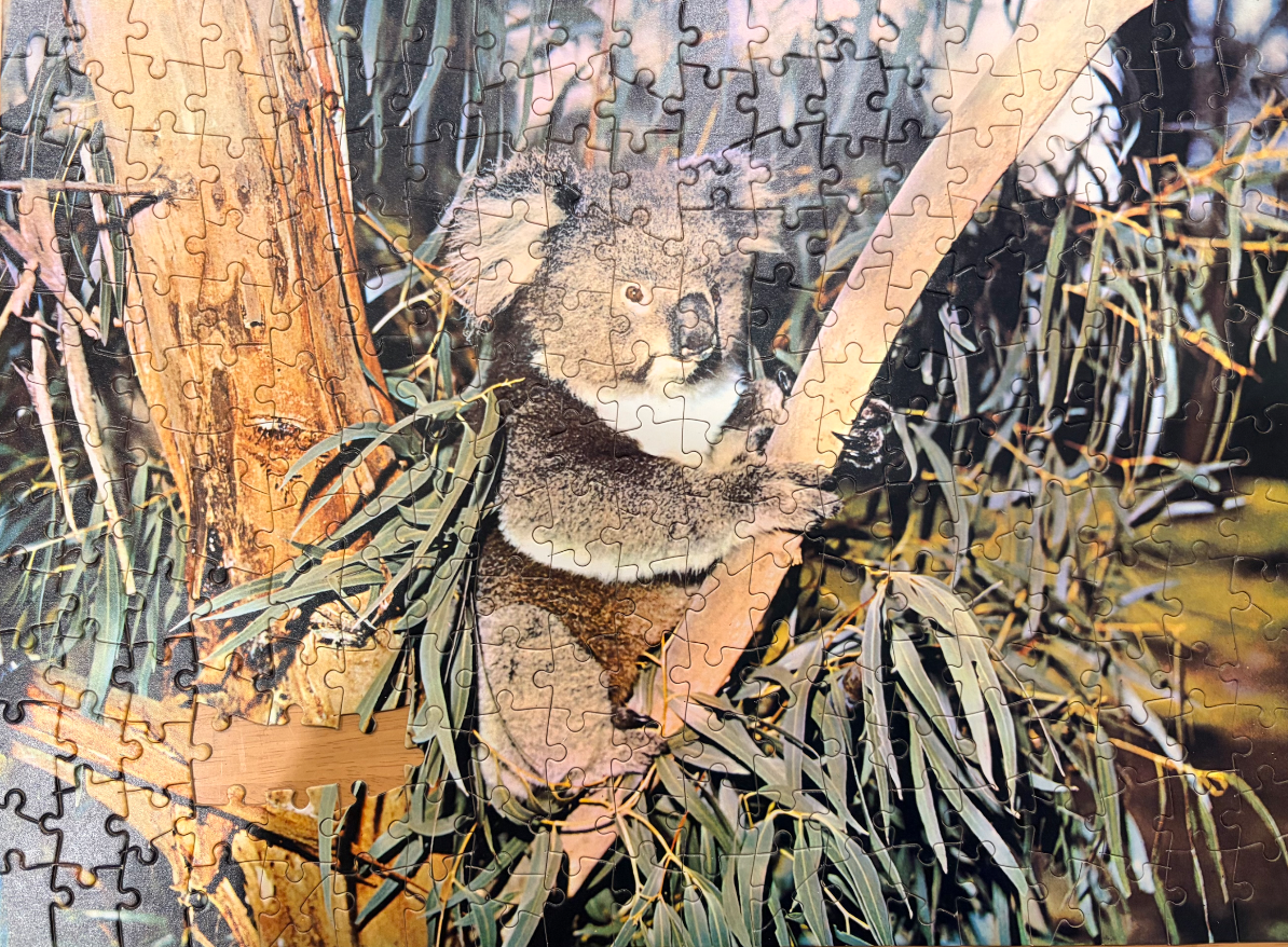 A koala perched in a eucalyptus tree, looking slightly to the right.