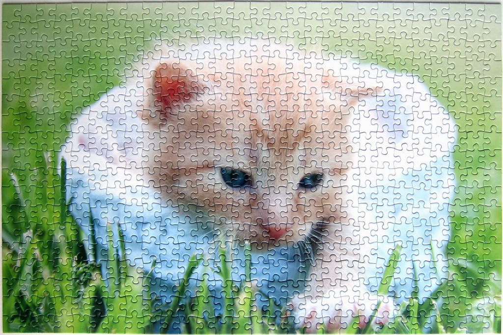 A close-up photograph of a fluffy, light orange kitten with bright blue eyes nestled in green grass.