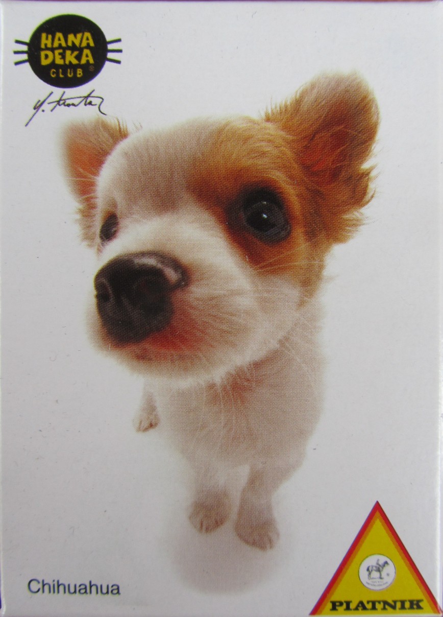 Close-up wide-angle photograph of a small white and brown Chihuahua puppy against a white background.