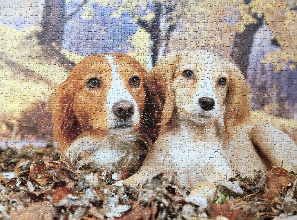 Two spaniel-type dogs sitting in a pile of autumn leaves in a forest.