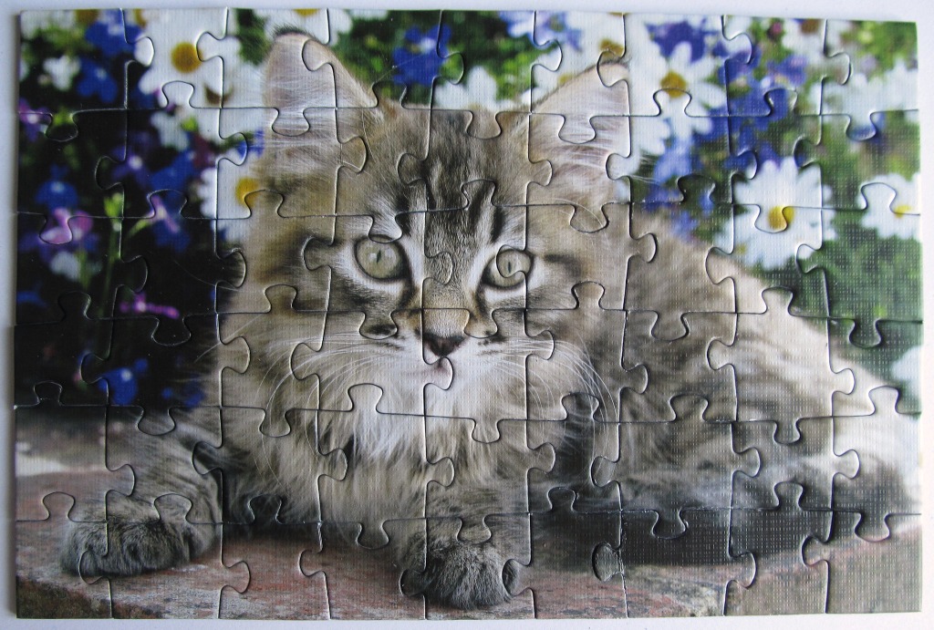 A fluffy tabby cat resting in front of a colourful garden of daisies and blue flowers.
