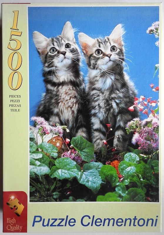 Two fluffy tabby kittens sitting together in a garden setting against a blue background.