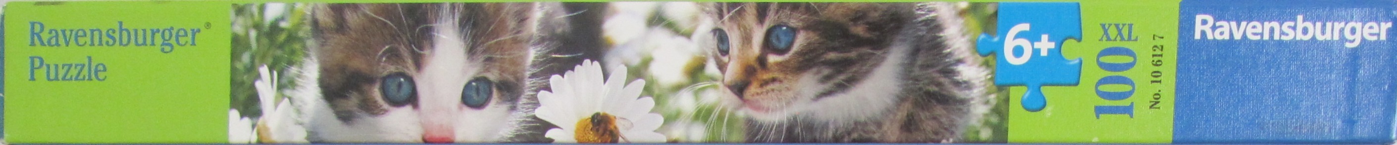 Kitties & Daisies