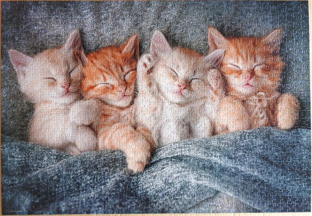 Four ginger kittens sleeping in a row tucked into a soft grey blanket.