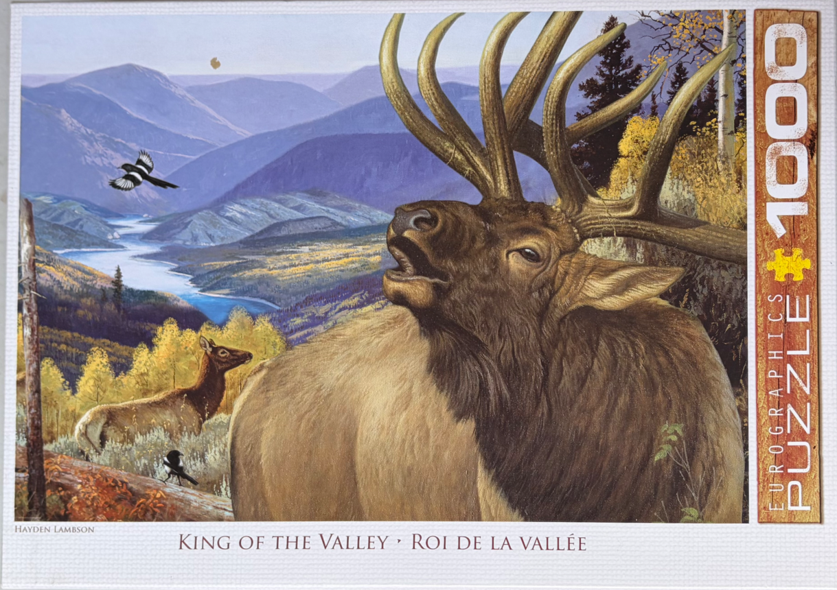 A bull elk bugling in a mountainous autumn valley