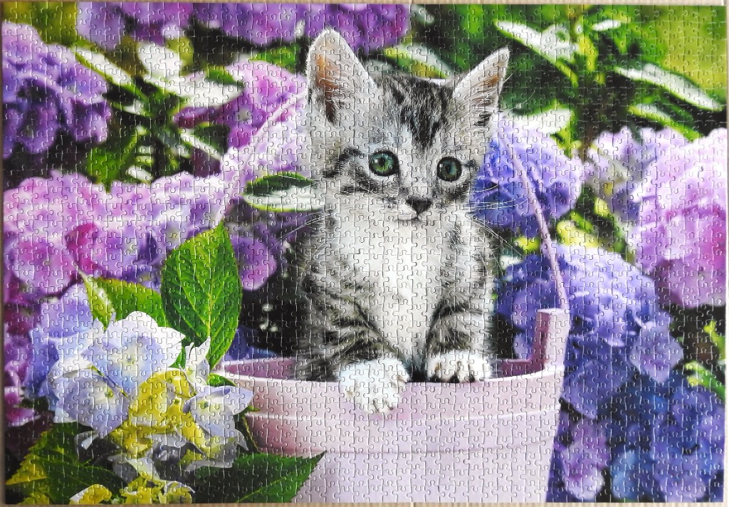 A fluffy grey tabby kitten sitting in a light pink bucket surrounded by blooming purple and blue hydrangea flowers.