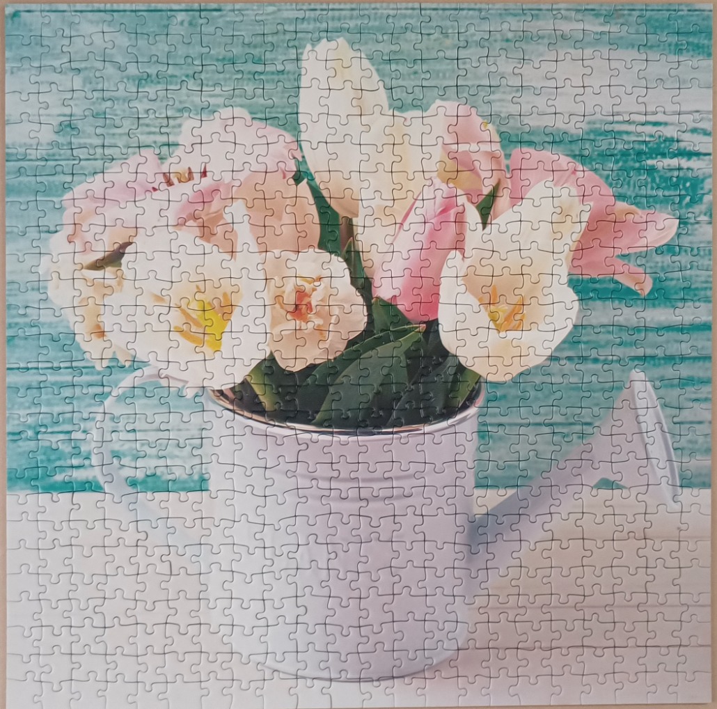 Bouquet of pink and white tulips in a white metal watering can against a rustic teal wooden background.